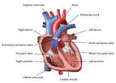 percutaneous valve implantation including tavi