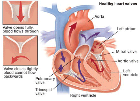 percutaneous valve implantation including tavi